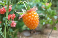 Salmonberry Seeds - 50 Pack (Rubus spectabilis) Golden Raspberry
