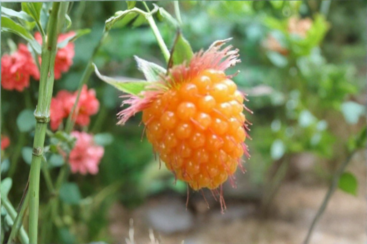 Salmonberry Seeds - 50 Pack (Rubus spectabilis) Golden Raspberry