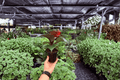 Philodendron Red Heart – 2 Exact Live Plants in 4-Inch Pots