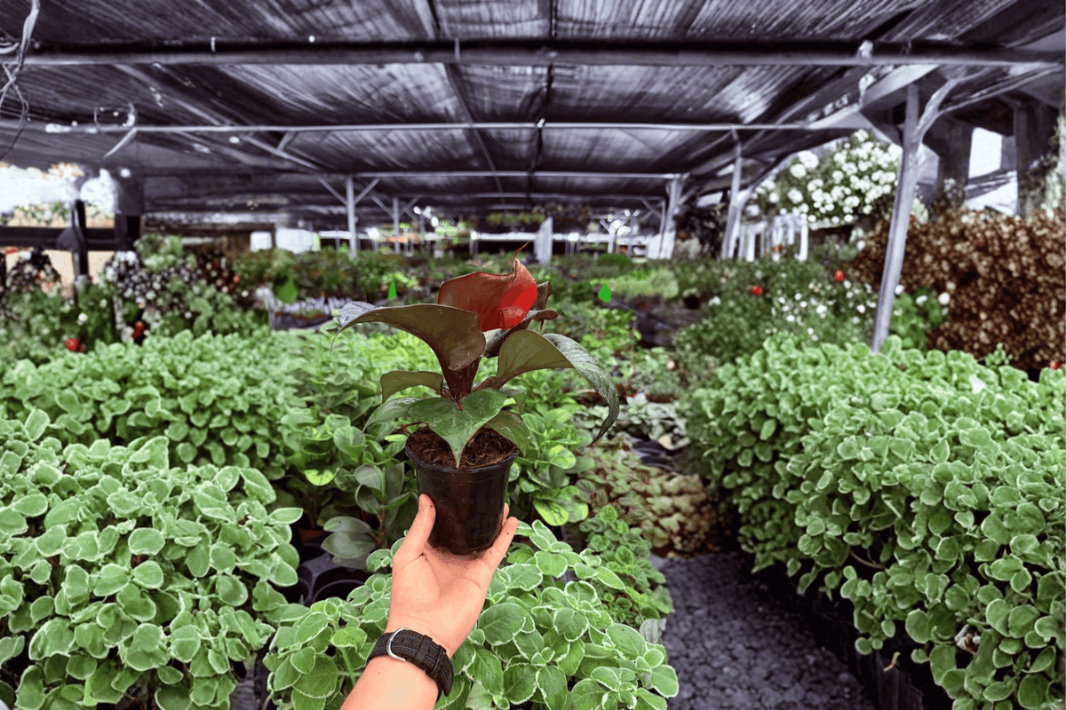Philodendron Red Heart – 2 Exact Live Plants in 4-Inch Pots