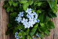 Plumbago Live Plant Plug (Plumbago auriculata) – 1–3" Tall, Sky Blue Flowers