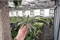 Tricolor Oyster Plant Tradescantia spathacea ‘Tricolor’ – 2 Live Starter Plants