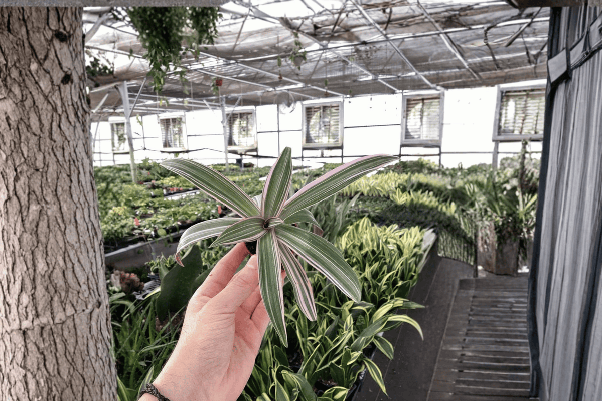 Tricolor Oyster Plant Tradescantia spathacea ‘Tricolor’ – 2 Live Starter Plants