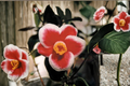 Japanese Camellia Tama No Ura - 1 Gallon Live Plant, Camellia japonica Red with White Edges