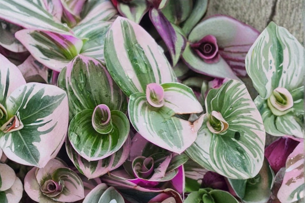 Tradescantia Live Plants with Pots – 3 Rooted Starter Plants