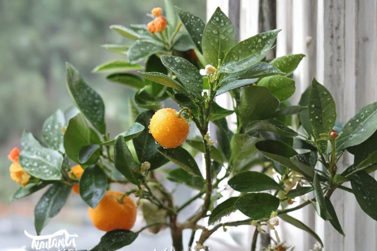 Calamondin Tree - Grafted Semi-Dwarf Self-Pollinating Citrus Ready to Plant