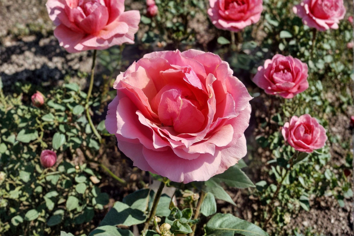 Princesse de Monaco Rose - 2 Gallon Live Pink Grandiflora Rose Bush