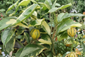 Variegated Minneola Tangelo Tree Grafted Live Citrus Plant - 3 ft Tall, No CA Ship