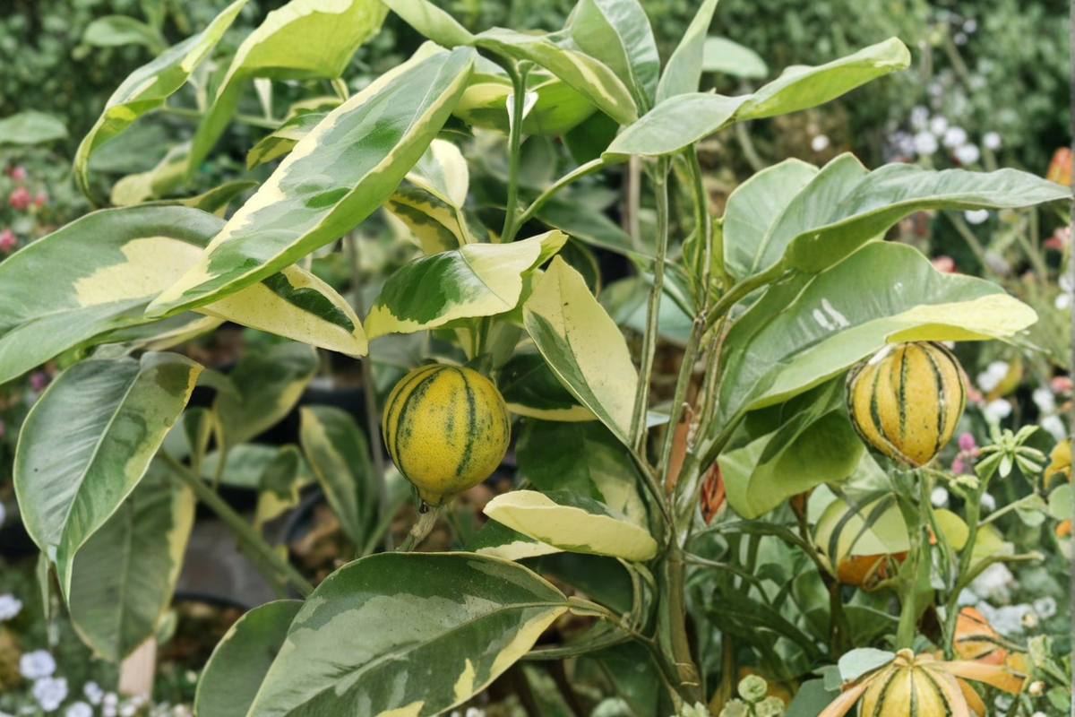 Variegated Minneola Tangelo Tree Grafted Live Citrus Plant - 3 ft Tall, No CA Ship