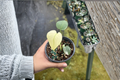 Monstera Mint Variegated - Fully Rooted 4-Inch Monstera deliciosa 'Mint' Live Plant