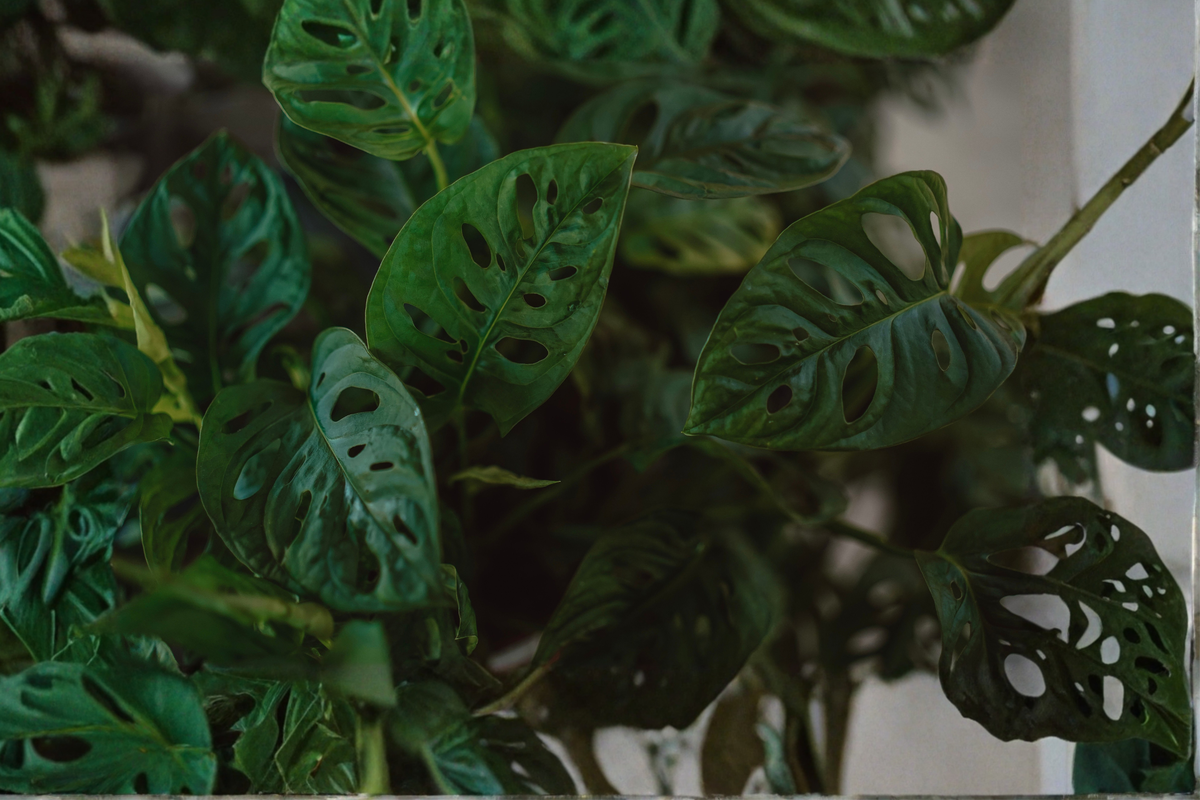 Monstera Adansonii Swiss Cheese Plant – Live in 4-Inch Pot