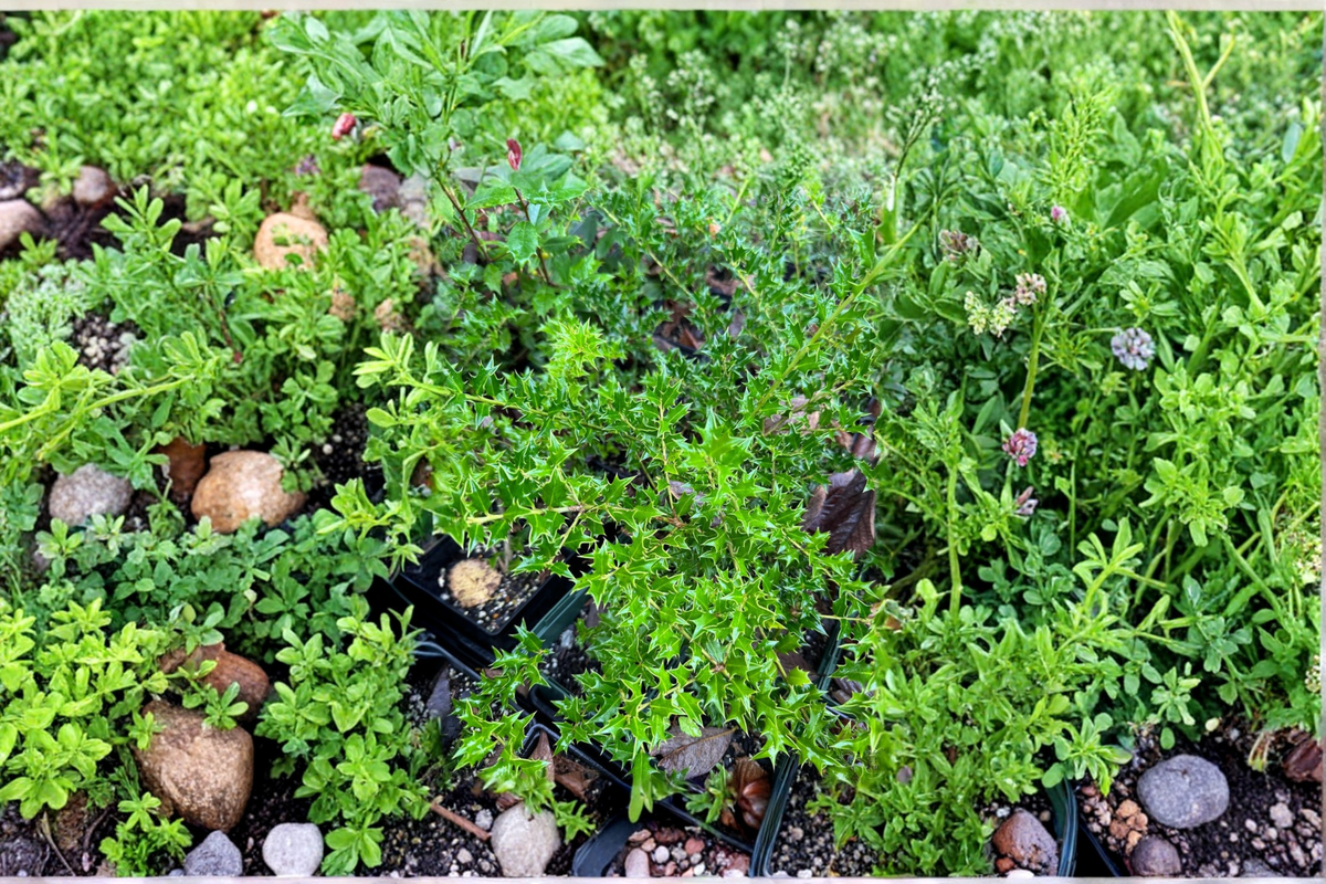 Carolina Cone Holly Ilex × ‘Carolina Cone’ - Quart Pot Live Plant