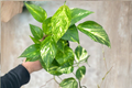 Hawaiian Pothos Epipremnum aureum – Rooted Cutting in 3-Inch Pot