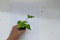Philodendron Hope (Thaumatophyllum bipinnatifidum) - 2 Live Starter Plants in Soil Pods
