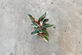Stromanthe Triostar Rooted Live Plant - Variegated Prayer Plant, 2-6 inch pots