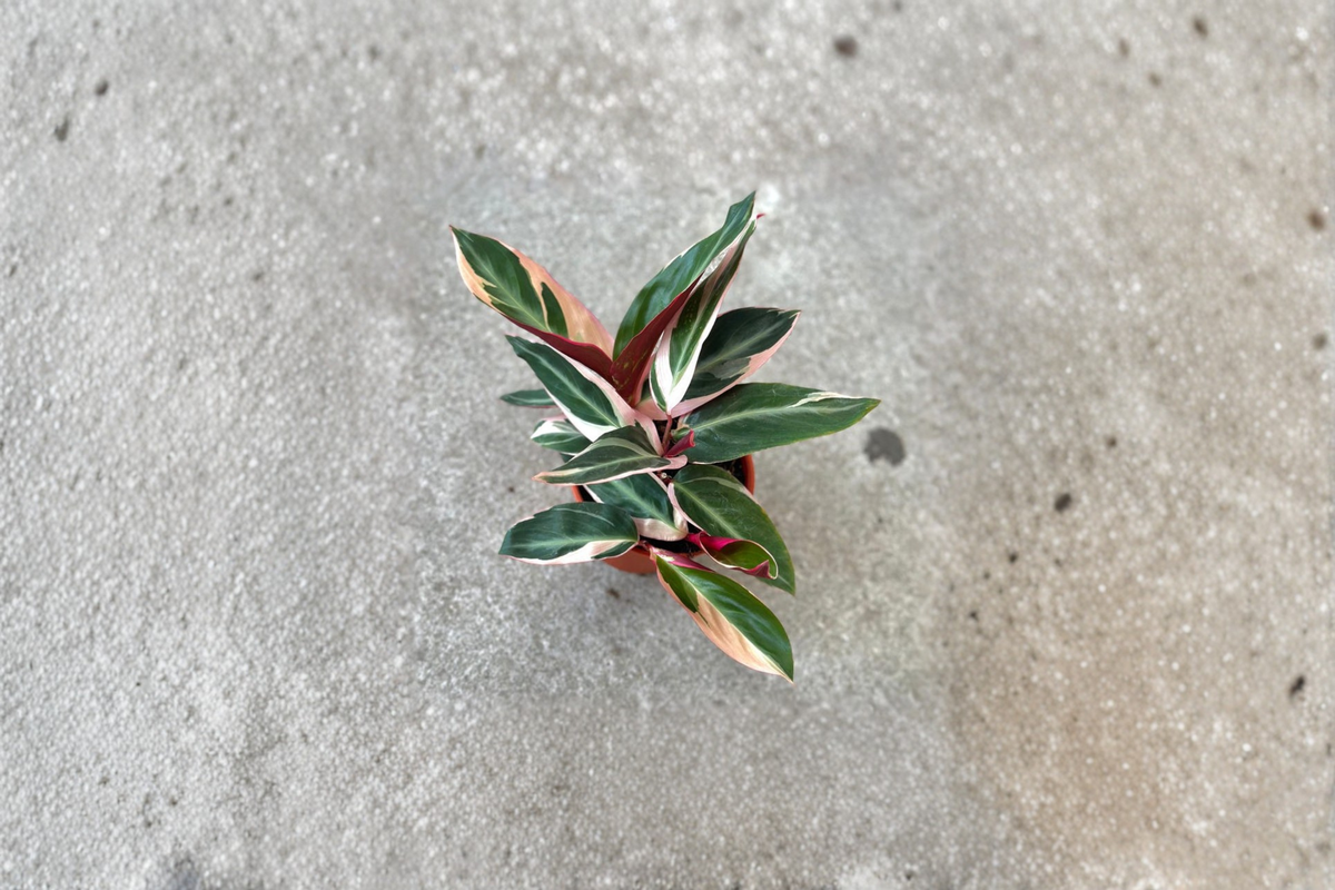 Stromanthe Triostar Rooted Live Plant - Variegated Prayer Plant, 2-6 inch pots