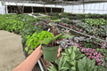 Hoya fungii - 2 Live Plants in 4-Inch Pots