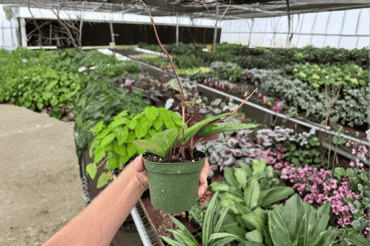 Hoya fungii - 2 Live Plants in 4-Inch Pots