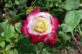 Moonlight Pink Rose Seeds - 20 Seed Pack for Ornamental Garden (Rosa hybrid)