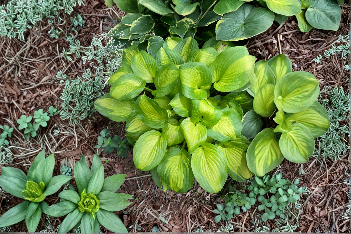 Old Glory Hosta - 3 Rooted Starter Plants in 1 Qt Pots