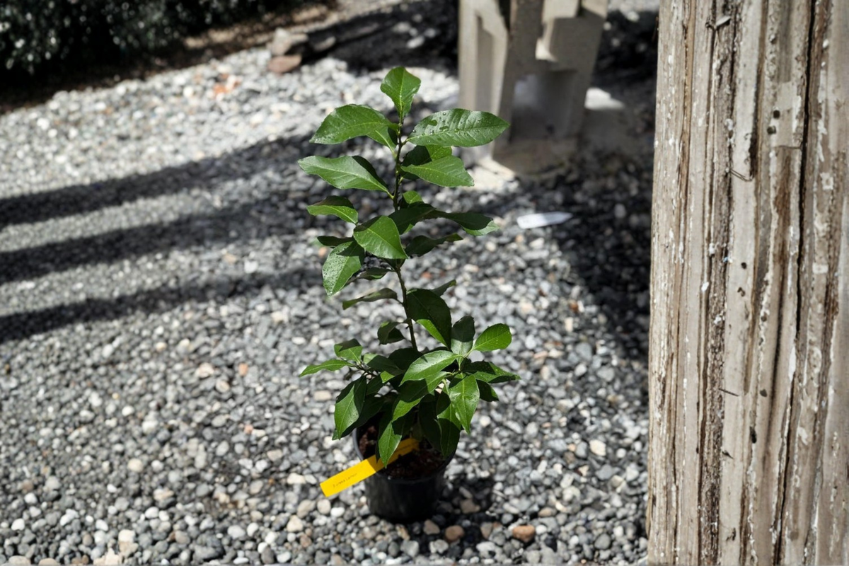 Grafted Key Lime Citrus Tree - Rooted Starter Plant for Indoor/Outdoor Growing