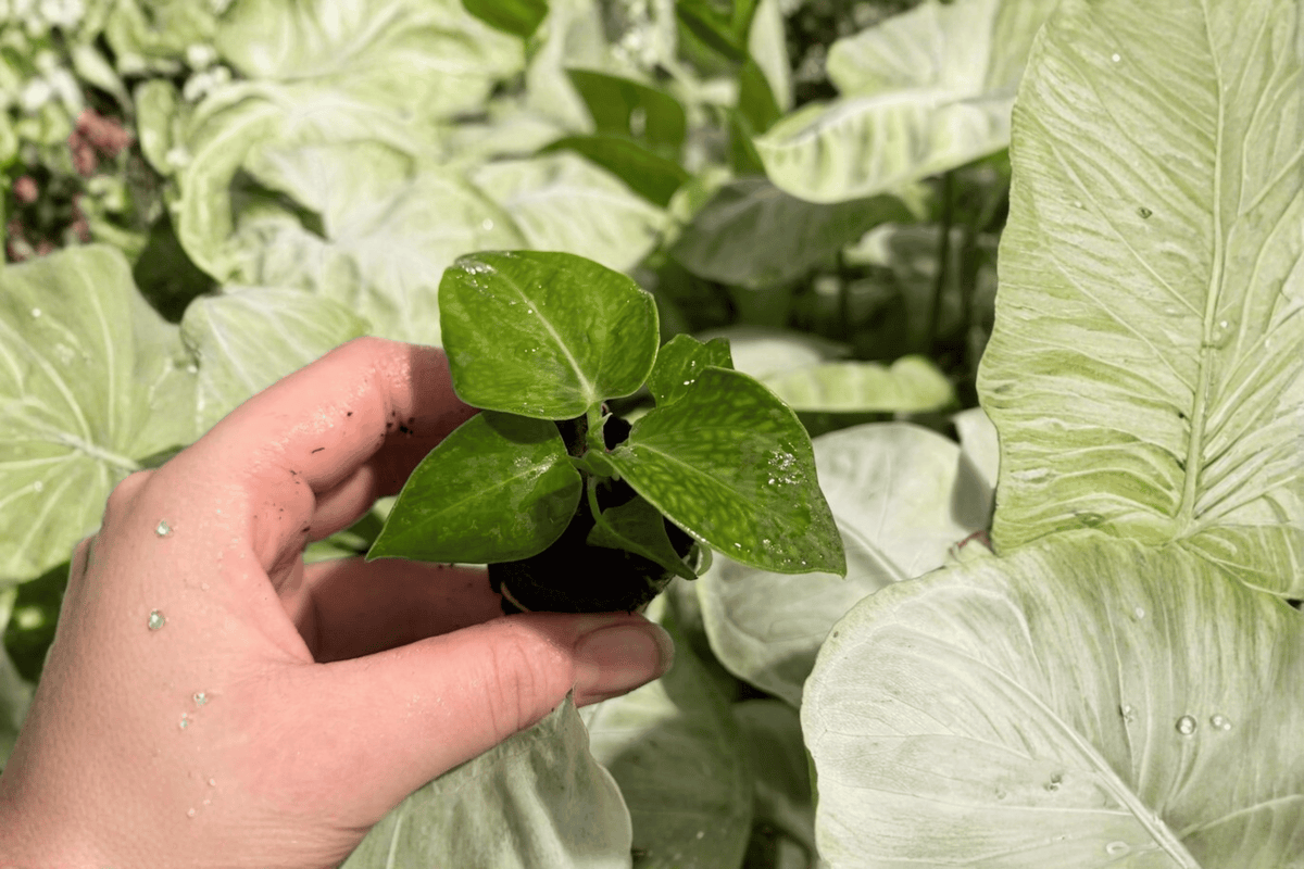 Anthurium villenaorum Starter Plants – 2 Live 2-Inch Pots