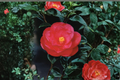 Japanese Camellia Tama Electra 1 Gallon Live Plant | Camellia japonica Pink Flowers