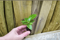 Ficus altissima 'Yellow Gem' Starter Plants - 2 Bare Root in Soil Pods