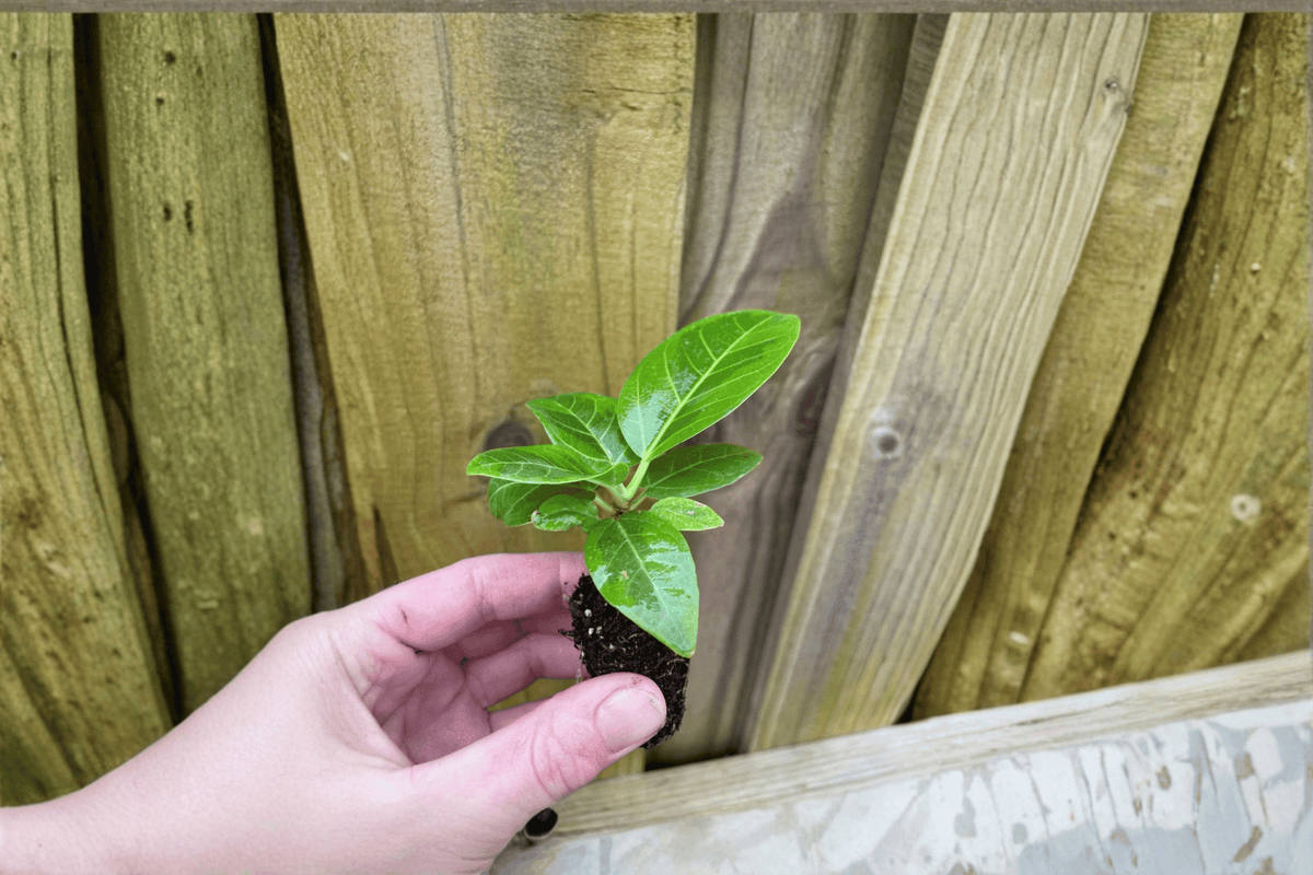 Ficus altissima 'Yellow Gem' Starter Plants - 2 Bare Root in Soil Pods