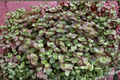 Baby Bunny Bellies Tradescantia chrysophylla - 6 Inch Hanging Pot Live Plant