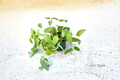 Cebu Blue Pothos Live Plant Epipremnum pinnatum ‘Cebu Blue’ – Rooted Cutting in 3-Inch Pot