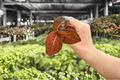 Ardisia Black Blood Starter Plants (2) – Exact Live Tropical Foliage Cuttings