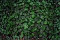 Green Ripple Glacier Ivy (Hedera helix) - 6 Live Plants in 2-Inch Pots