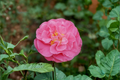 Marie Bracey Camellia (Camellia japonica) Live Plant - 3 Gallon Pot, Pink Flowers, Evergreen Shrub