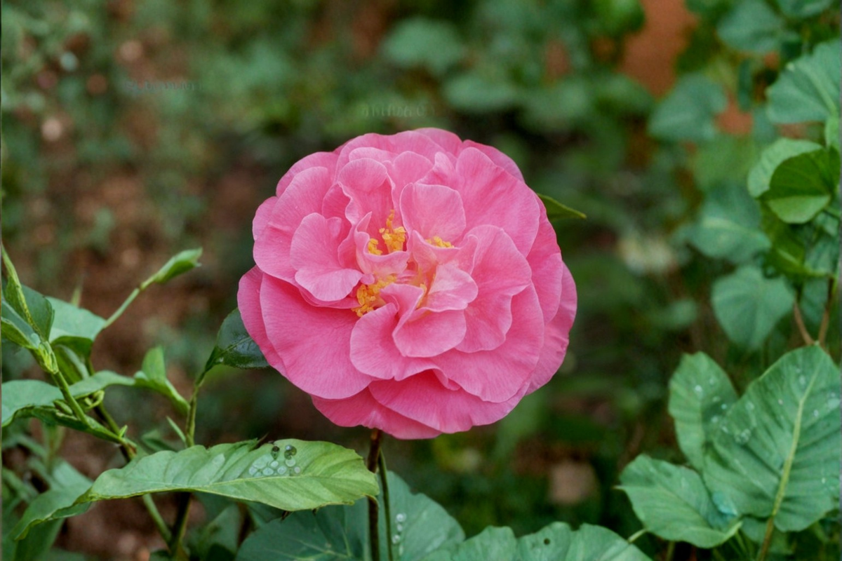 Marie Bracey Camellia (Camellia japonica) Live Plant - 3 Gallon Pot, Pink Flowers, Evergreen Shrub