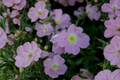 Pink Showy Evening Primrose Live Plant | Oenothera speciosa 1 Starter Plant