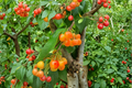 Yellow Cherry Tree Live Plant - 4 Ft Prunus spp. Sweet Yellow Cherry Fruit Tree