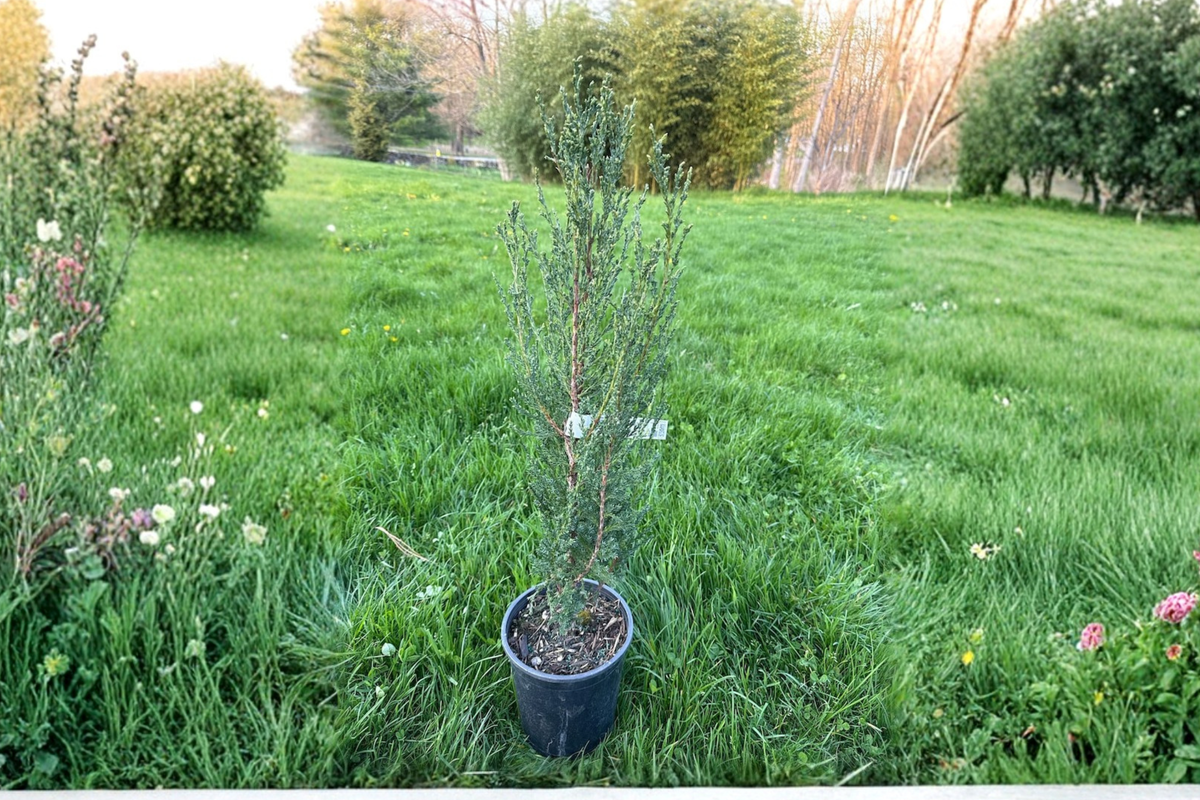 Blue Arrow Juniper Live Plant - 12" Tall in 1-Gallon Pot | Columnar Evergreen Shaped for Privacy