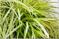 Lime Zest Japanese Forest Grass Starter Plant (Hakonechloa macra 'Lime Zest')