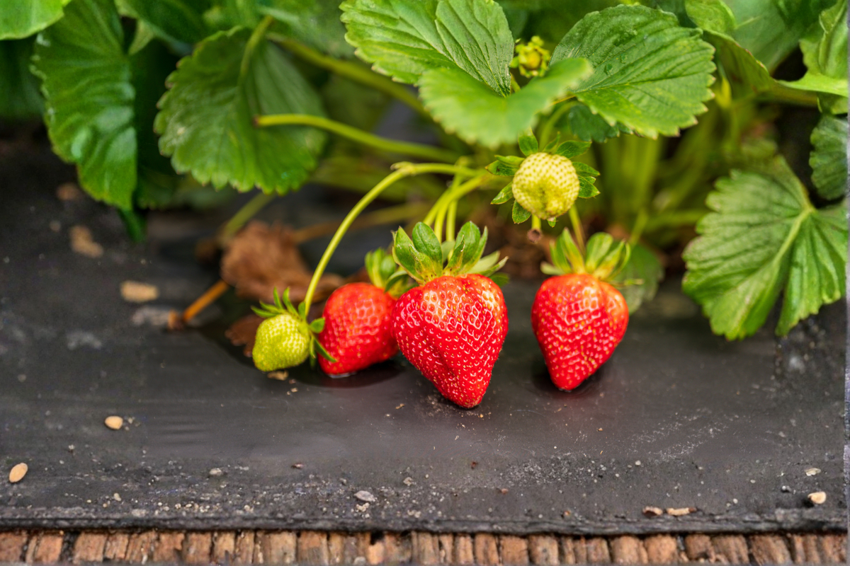 Jewel Strawberry 25 Live Plants | Junebearing Fragaria × ananassa