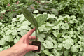 Variegated Monstera Peru Starter Plants (2) in Plugs - Live Plant Starter