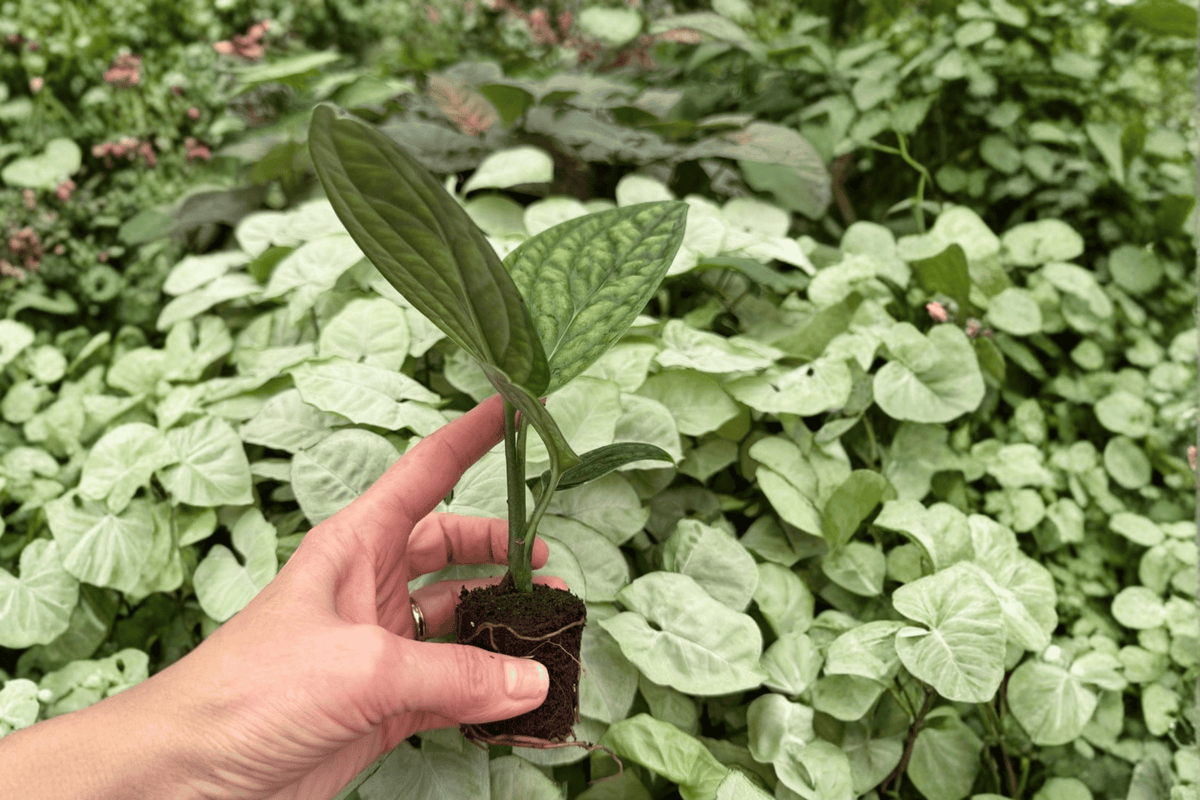 Variegated Monstera Peru Starter Plants (2) in Plugs - Live Plant Starter