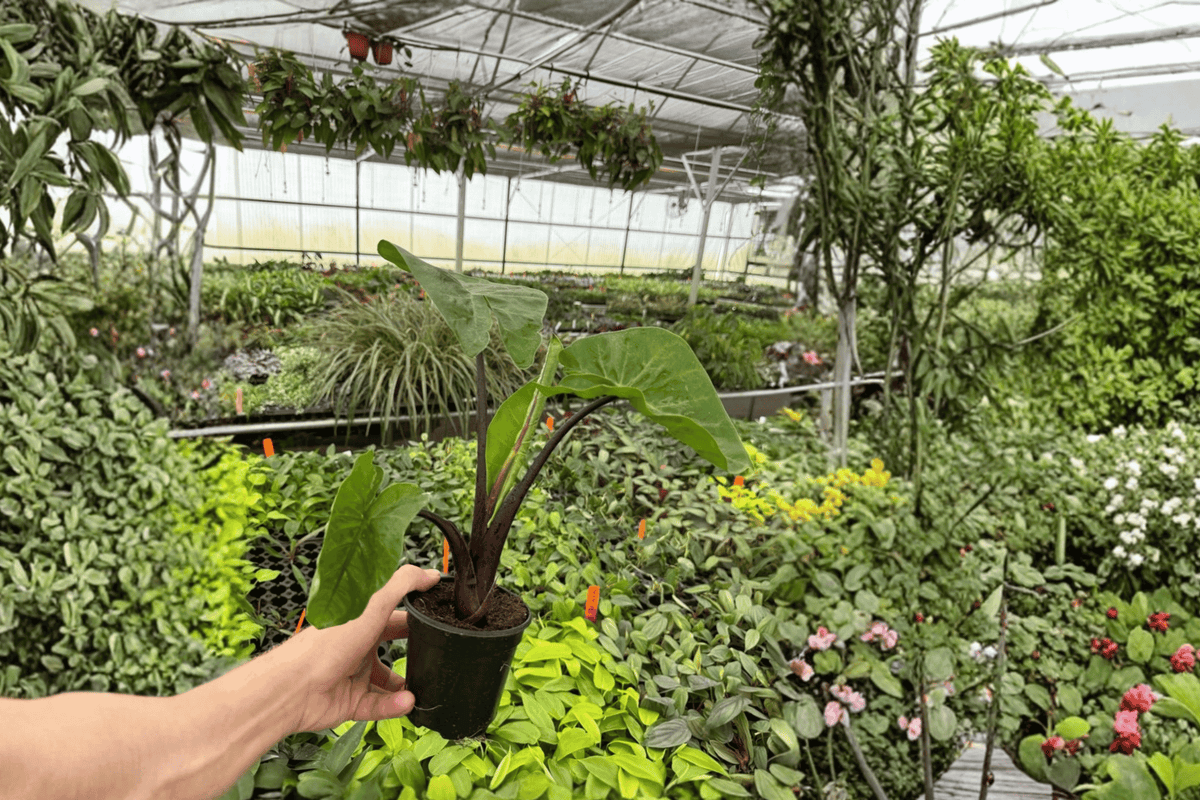 Alocasia Dark Star Live Plants - 2 Plants in 4-Inch Pots