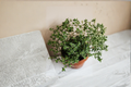 French Thyme Live Rooted Starter Plant – Thymus vulgaris, Perennial Garden Herb