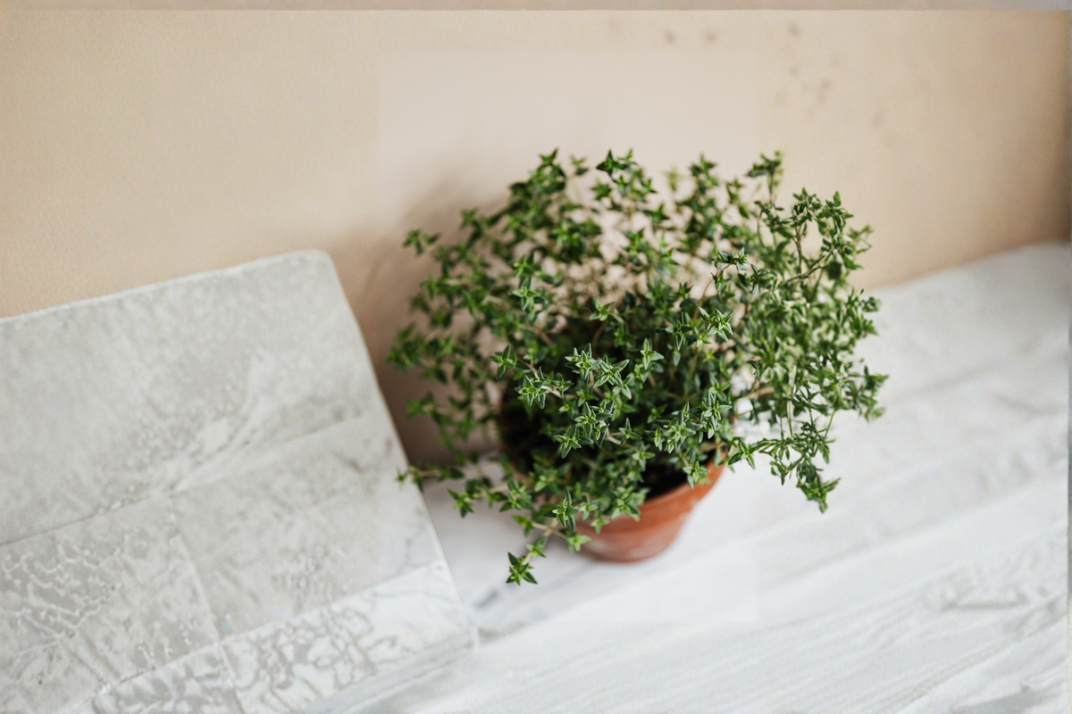 French Thyme Live Rooted Starter Plant – Thymus vulgaris, Perennial Garden Herb