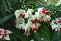 White Bleeding Heart Live Plant Clerodendrum thomsoniae White Form - 6–8 Inches
