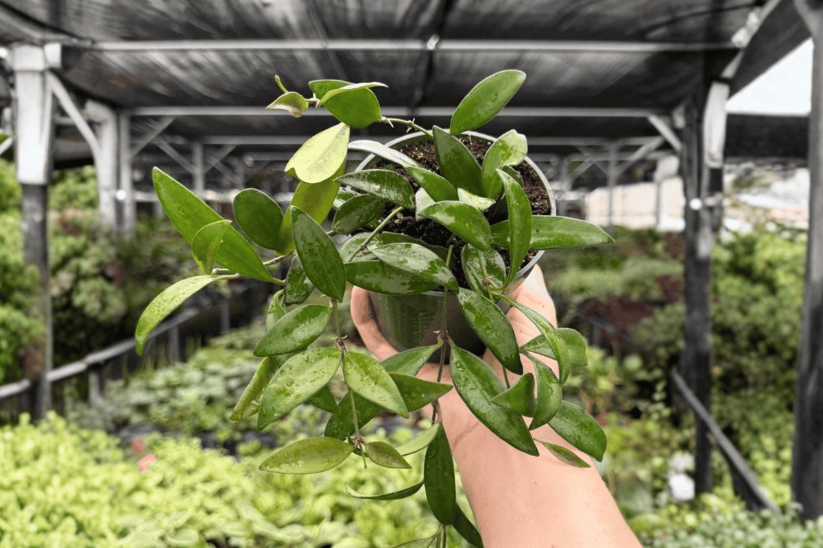 Hoya Rosita Live Plant | 2-Pack in 4-Inch Pots