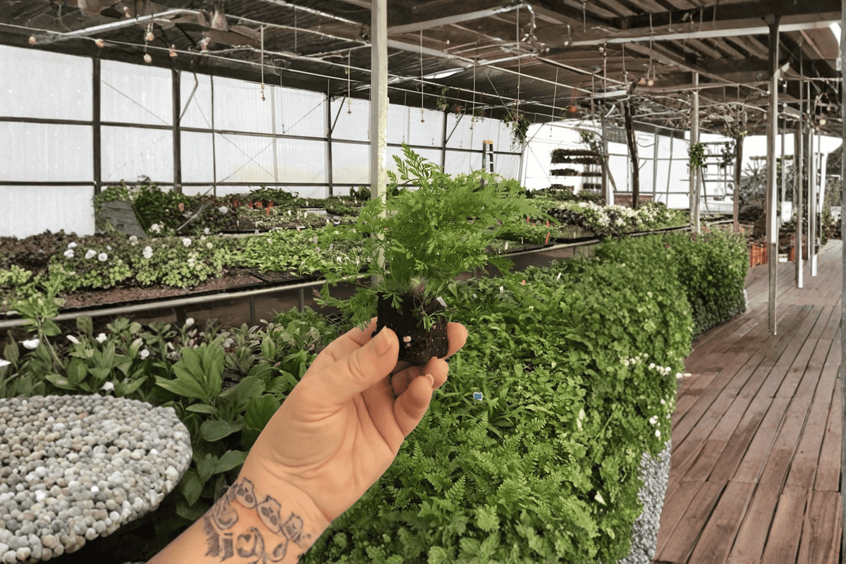White Rabbit's Foot Fern Starter Plants (Humata tyermannii) – 2 Live Bare Root Starters