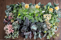 Assorted Calathea Starter Plant Bundle – 2" Rooted Calathea Houseplants