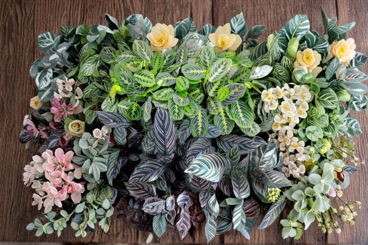 Assorted Calathea Starter Plant Bundle – 2" Rooted Calathea Houseplants